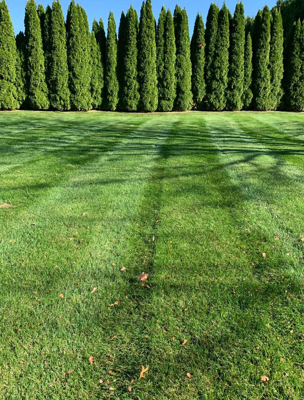 Green lawn bordered by evergreen trees